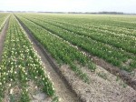 [White Marvel may1 west friesland area.jpg]